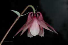 Aquilegia pubiflora